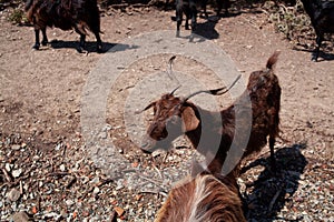 Brown rove goat in small herd feeding by humans in tourist travel. Goats on beach in mediterranean sea. Communication