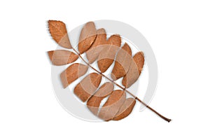 Brown Rowanberry Mountain Ash Leaves Isolated on a White Background with Clipping Path