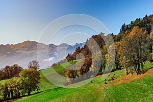 Brown rufous carroty cows on green grass pasturage, sunny autumn