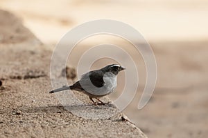 Brown-rumped seedeater Crithagra tristriatus