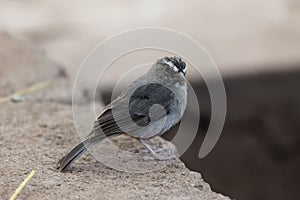 Brown-rumped seedeater Crithagra tristriatus