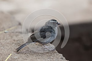 Brown-rumped seedeater Crithagra tristriatus