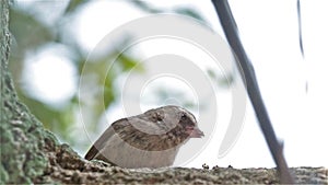 A Brown-rumped Seedeater eating insects