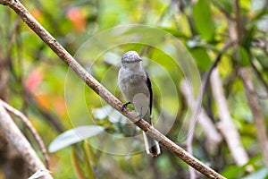 Brown Rumped, Swinhoe`s minivet, cuckooshrike bird in grey perch