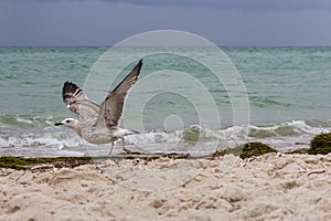 Brown running seagull on its start flight against storm on sea. Wild birds concept. Seagull on sand beach in hurricane day.