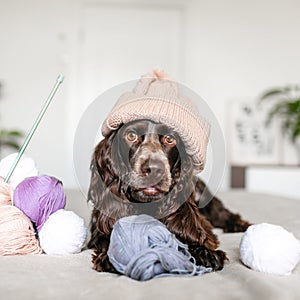 Brown Russian Spaniel Canine in Knitted Hat Having Fun with Woolen Balls on Bed