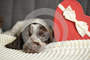 brown Russian spaniel puppy dog lying on couch with red heart gift box. Valentine day.