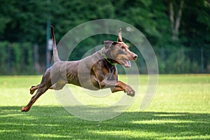 Brown and rust dobermann with natural ears and tail training for schutzhund, igp, ipo photo