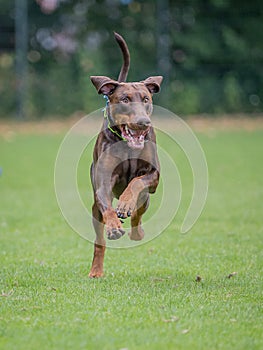 Brown and rust dobermann with natural ears and tail training for schutzhund, igp, ipo