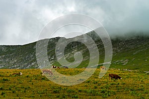 Brown rusty cows on a pasture in Alps mountains, foggy weather