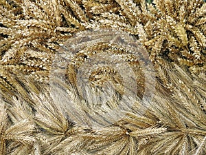 Rye and wheat ears pattern