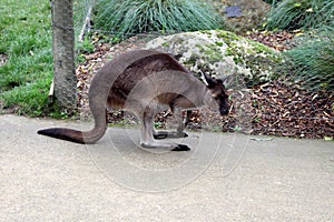 Brown\'s pademelon wallaby (Thylogale browni) resting in a zoo : (pix Sanjiv Shukla)