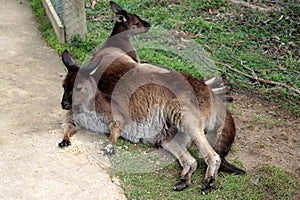 Brown\'s pademelon wallaby (Thylogale browni) resting in a zoo : (pix Sanjiv Shukla)