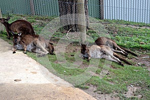 Brown\'s pademelon wallaby (Thylogale browni) resting in a zoo : (pix Sanjiv Shukla)