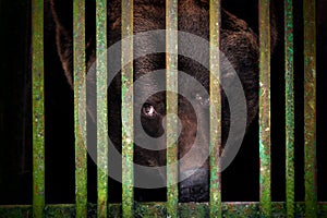 A brown sad bear in the aviary of Reserve