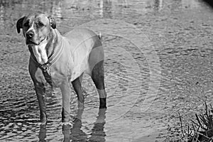 Brown sad look half breed dog black & white edition