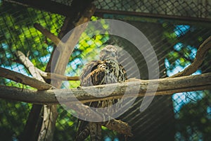 Brown saker falcon sitting on a branch