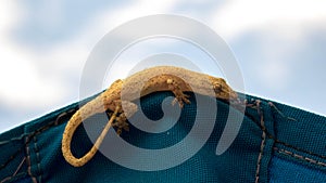 Brown salamander in an umbrella blue photo