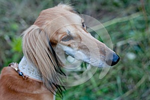 Brown saluki portrait