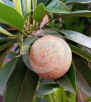 brown sapodilla (sapote)fruit at the tip of the branch