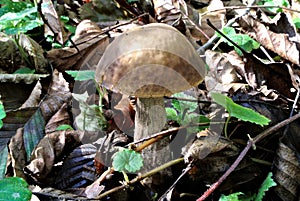 Brown Scaber Stalk, the rough-stemmed bolete, Leccinum, Aspen or Birch Bolete (Leccinum aurantiacum), edible mushroom