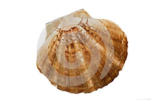 Brown Scallop Shell on white Background