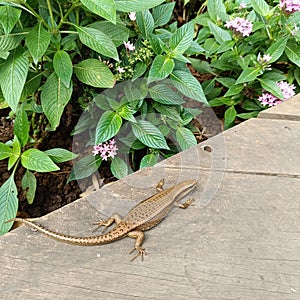 Brown scaly lizard on a wooden besides flower photo