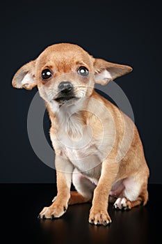 Brown scared chihuahua puppy photo