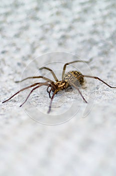 Brown scary spider predator insect on a light background in the wild