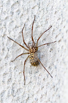 Brown scary spider predator insect on a light background in the wild