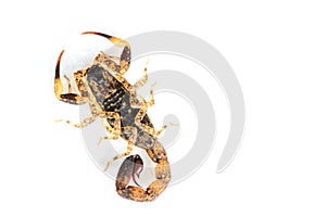 Brown Scorpion on top a white background