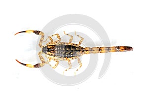 Brown Scorpion on top a white background