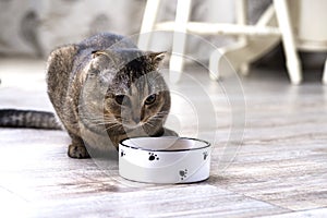 Brown scottish fold cat eating food from a bowl on a wooden floor