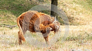 brown scottish highlander cow horns stands in the dry grass pasture during itself too cramped because of the hot summer in the