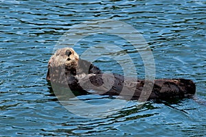 A brown sea otter floating on its back.