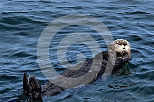 A brown sea otter floating on its back photo