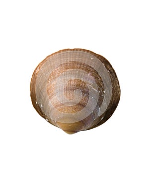 Brown Sea Shell