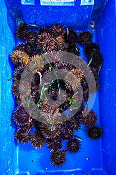 Hnedý more ježkovia v rybári chytil v stredomoria more 