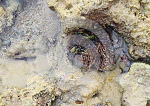 Brown Sea Weed, Corals, Stones, Sand and Water - Abstract Marine Life Natural Aqua Background Texture