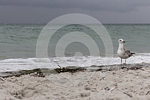 Brown seagull against storm on sea muted colors. Wild birds concept. Seagull on sand beach in hurricane day.