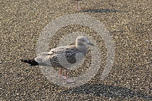 Brown seagull close up