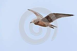 Seagull in flight against the blue sky