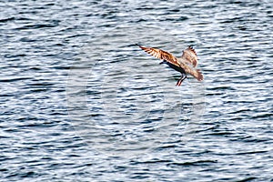 A seagull landing on a river.