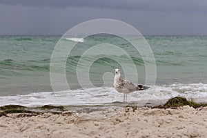 Brown seagull looking at camera against storm on sea. Wild birds concept. Seagull on sand beach in hurricane day.