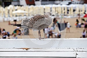 A brown seagull on a railing watches people on the beach
