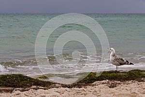 Brown seagull yawns screaming against storm on sea. Wild birds concept. Seagull on sand beach in hurricane day.
