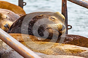 brown sealion head asleep on its group