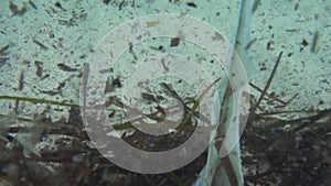 Brown seaweed pieces and plastic rubbish floating in water near shore, underwater video - ocean pollution concept