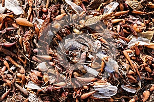 Brown seaweed