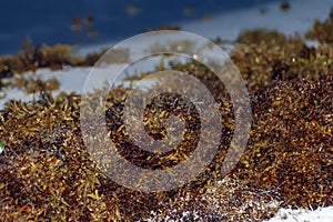 Brown seaweed thrown on a sandy beach